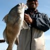 IMG_5612- MacArthur Phillips of League City nabbed this drum on shrimp-