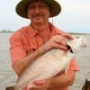 IMG_5720- This 26inch red took a live shrimp for John Grady of Friendswood-