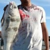 IMG_5758- Jose Cazares of Houston took this nice drum on shrimp-