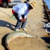 Cornell of Houston took this 90 lb alligator gar on 15-lb test using a Berkely Gulp