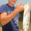 Joihn Vernon of Dayton, TX took this trout on live shad.