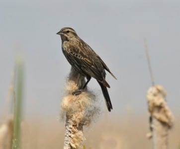 Often found in concert with Soras are nesting Red-winged Blackbirds. These brown, streaked females often bewilder younger birders, making them think they are seeinglarge sparrows. This is the most abundant bird in our country and one of the few polygynous species. One male courts a small harem of females and he guards the territory while she makes grocery calls in the (extremely productive) marshes.