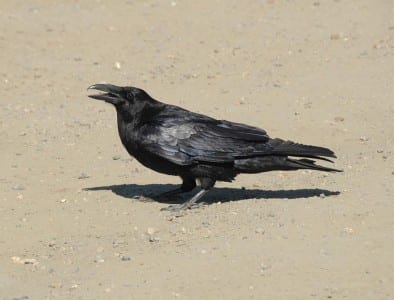 Rooks, ravens and relations - BirdGuides