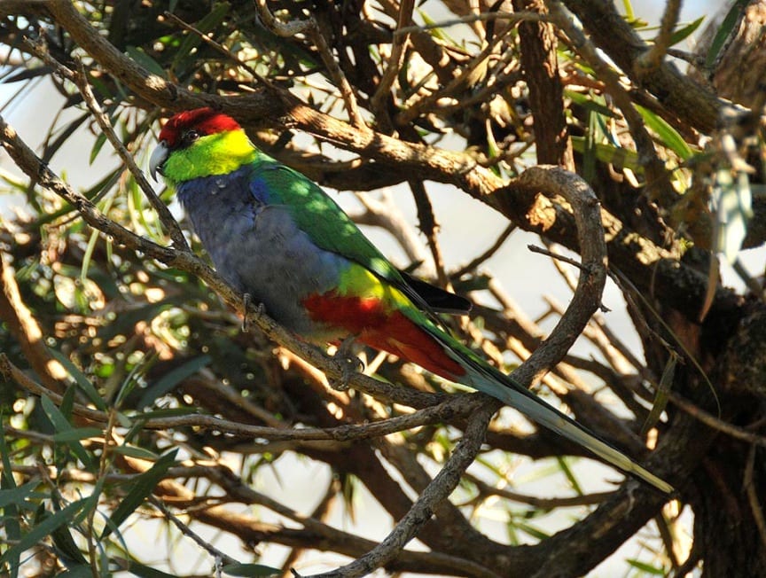 Parrots of the Outback - Crystal Beach Local News