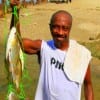 Roy Grumco of Houston took this nice stringer of golden croaker on shrimp.