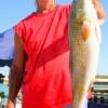 This 28inch red took the shrimp that Charley Hilliard of Lake Livingston offerred.