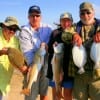 Fishin buds Mark Burden, Harold Driskels,Todd Chapman and Jenny Driskels took this mess of reds and flounder on cut baits.