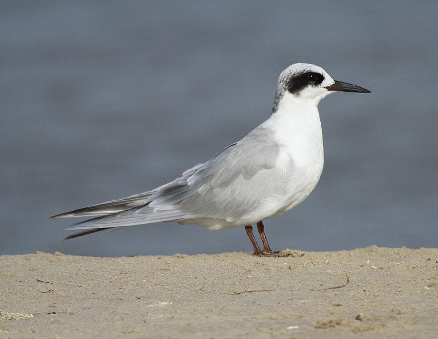 time-for-your-bird-quiz-crystal-beach-local-news-get-the-latest