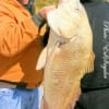 Charlie Johnson helps fishin pal Jeff Williams with his 39 inch drum he caught and released on shrimp.