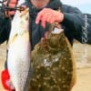 Air Force Vet Chuck Bangert of Houston took this 22 inch speck and 25 inch flounder while wade fishing with live shrimp.