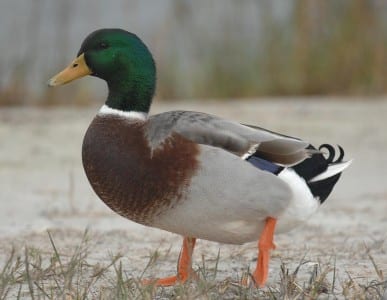 Ducks - Diving and Dabbling