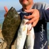 Jerry McAllester of Rusk TX night-fished for these trout and flounder caught on live shrimp.