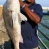 A toe to toe battle ensued between Kevin Jones of Houston and this 36inch Bull Drum he caught and released while fishing shrimp.