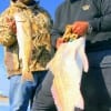 Surf anglers Richard Hatch and John Smith of Houston wrangled this slot red and bull drum released, fishing shrimp.