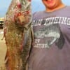 Josh Henshall of Houston caught and released this 31inch drum on shrimp.