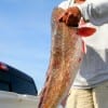 Willie Wilborn of Sugarland, TX took this 34 inch tagger red on live shrimp.