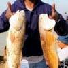 Beaumnot angler Glenn Williams hefts these two reds caught on shrimp.