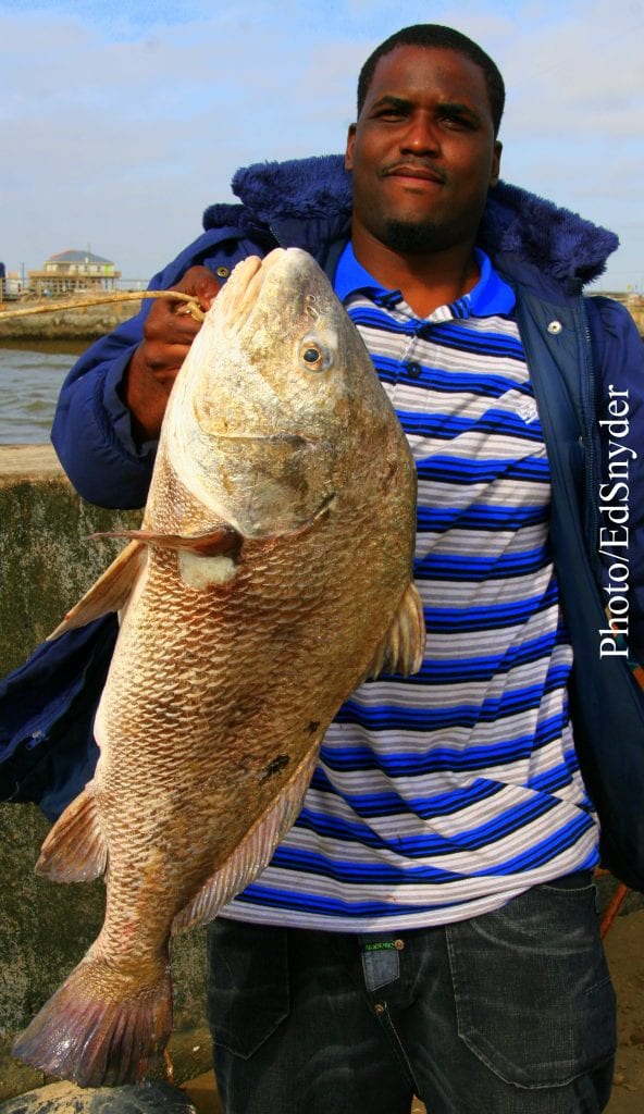 Mike Jones of Houston caught this nice drum on shrimp