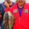 The Ramsey's of  Trinity TX tethered up these nice drum fishing miss nancy shrimp- (1)