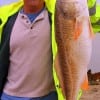 Jim Banks of Shrevesport LA landed this 32 inch tagger Bull Red fishing cut mullet.