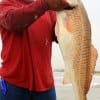 Kent Herring of Houston took this 36 inch tagger Bull Red on cut-bait.