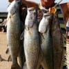 Henri Fontenot of Dallas took this limit of specks fishing Berkley Gulp