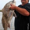 Cleveland TX angler Marvin Cates caught and released this 36 inch drum he took on a miss nancy shrimp.