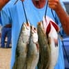 Surf wader Tom Oliver of Gilchrist, TX nabbed these nice trout on a cht-white she-dog.