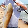 Channelview TX angler Chad WILDMAN fished 8 lb test on a Scurtu Rig to haul in this HUGE 38 inch tagger Bull red on an assassin jig