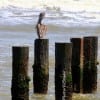 A lonely Curious George the Pelican