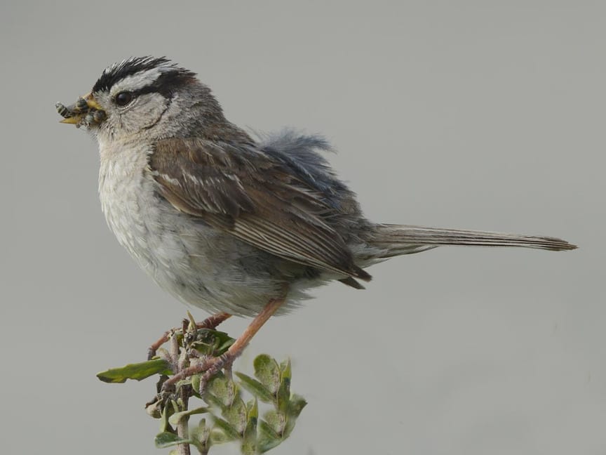 California Songbirds | Crystal Beach Local News, Get the latest Scoop ...