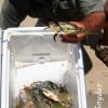 James CRABMAN Simon of Huntsville TX with a Box O Crabs for supper