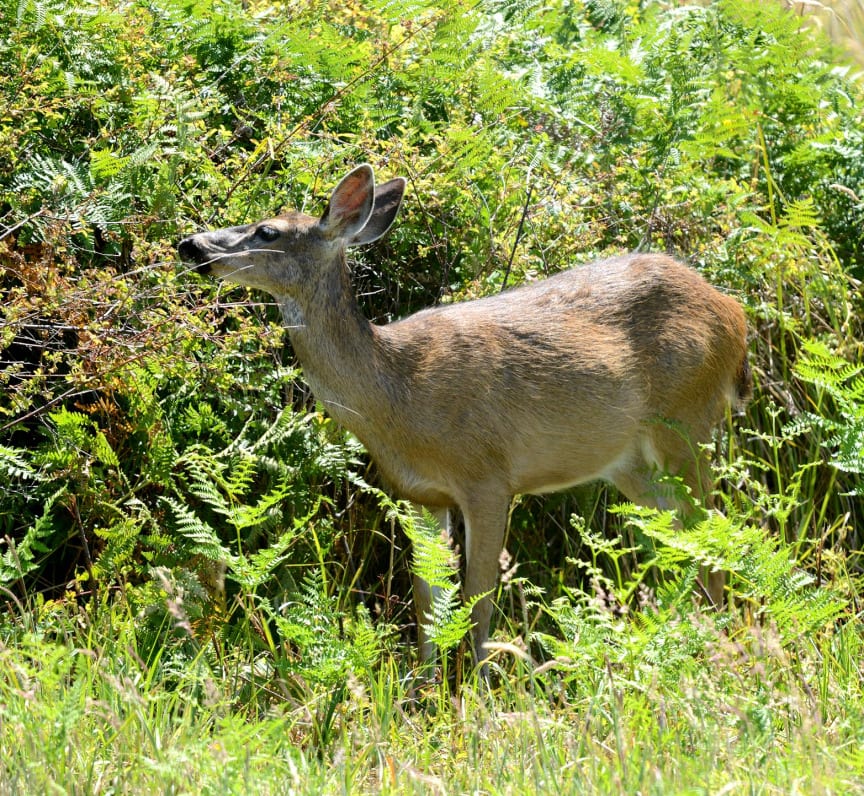 California Mammals - Crystal Beach Local News