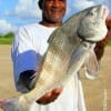 Richy Broussard of Houston took this nice black drum on shrimp