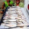 Wade Fishin buds D. C. King and Mark Jameson of Dayton TX waded the surf with live croaker to catch these 16 nice trout