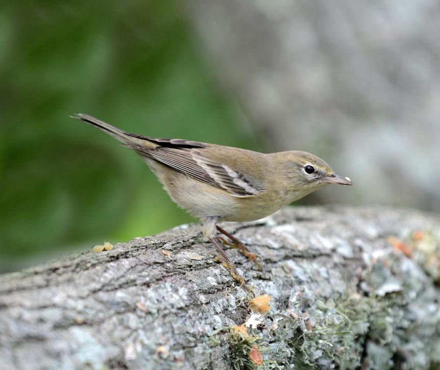 Woodland Birds - Crystal Beach Local News